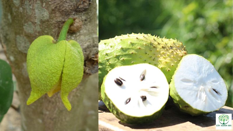 hoa mãng cầu xiêm