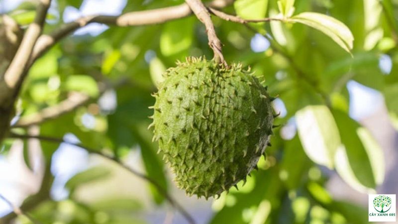 hoa mãng cầu xiêm