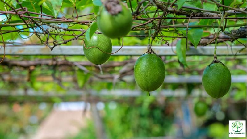 cách trồng chanh dây bằng hạt