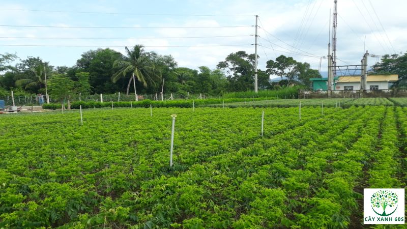 cách trồng rau ngót bằng cành