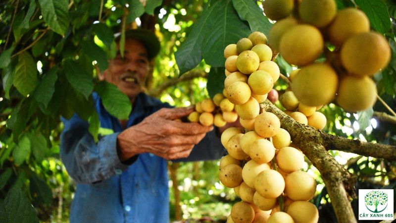 cây bòn bon trồng bao lâu có trái