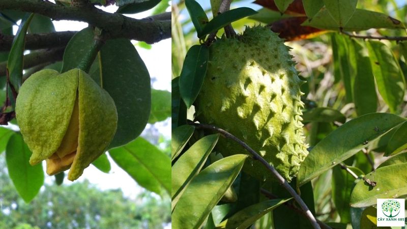 hoa mãng cầu xiêm